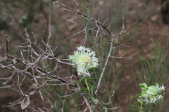 Pimelea lehmanniana