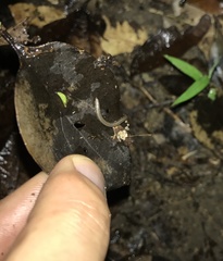 Anaulaciulus tonginus