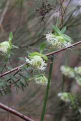 Pimelea lehmanniana