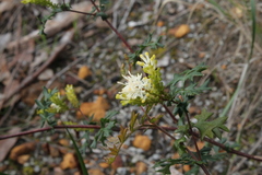 Grevillea pulchella
