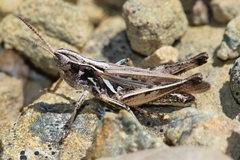 Orphulella speciosa