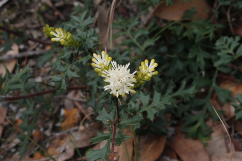 Image of Grevillea pulchella by (c) Em Lamond, some rights reserved (CC BY)