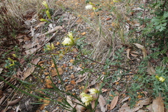 Grevillea pulchella