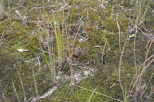 Clicking Froglet, Crinia glauerti