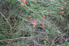 Chorizema diversifolium