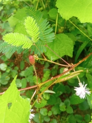 Mimosa pudica