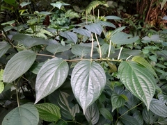 Piper hispidum