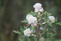 Petrophile diversifolia