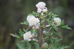 Petrophile diversifolia