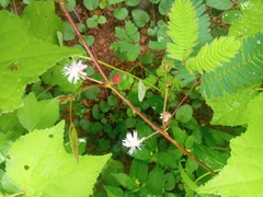 Mimosa pudica