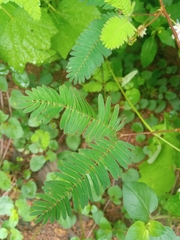 Mimosa pudica