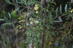 Petrophile diversifolia