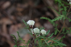 Isopogoninae