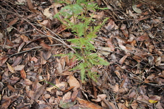 Isopogoninae