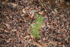Isopogoninae