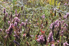 Andersonia caerulea
