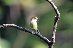 Vireo pallens