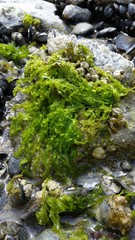 Ulvaceae
