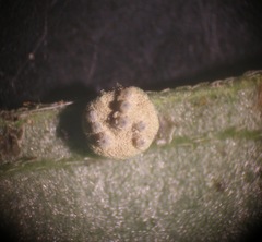 Hypocrella disciformis