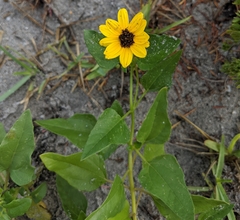 Helianthus debilis