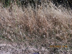 Trifolium angustifolium