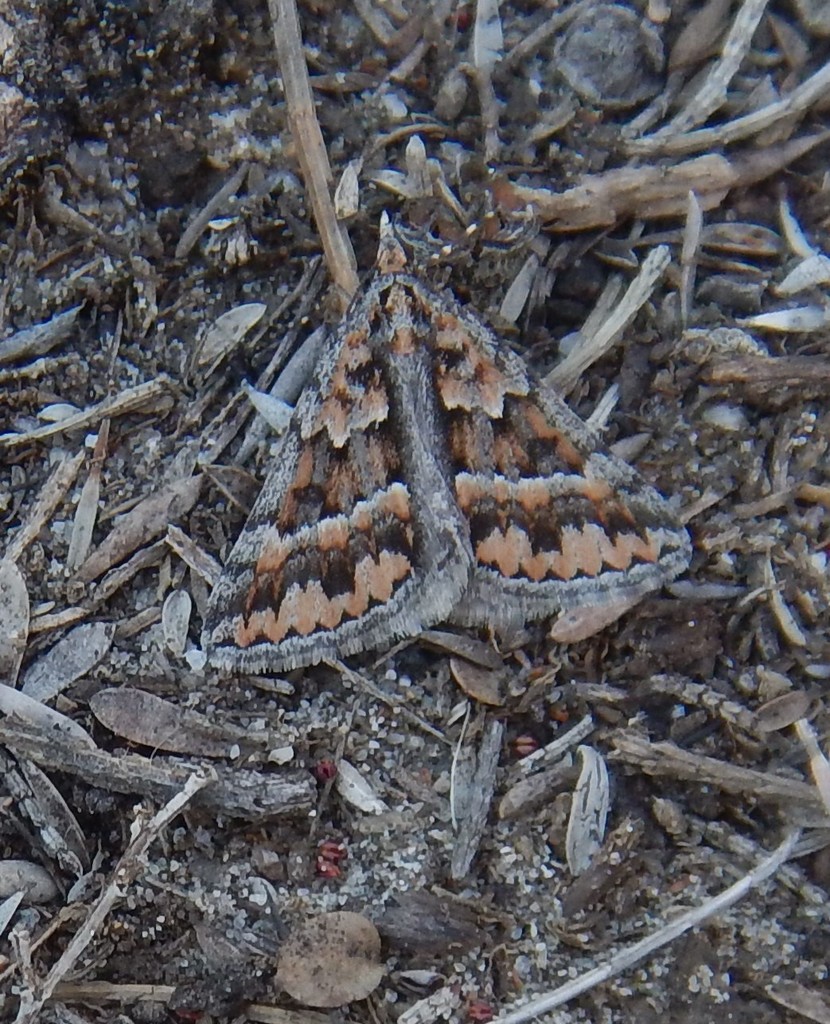 Dichromodes fulvida