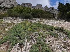Juniperus communis hemisphaerica