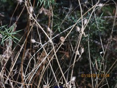 Silene gallica