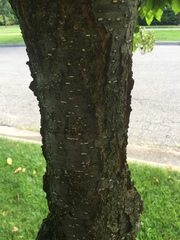 Magnoliopsida