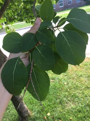 Magnoliopsida