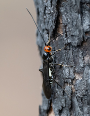 Callibracon capitator