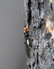 Callibracon capitator