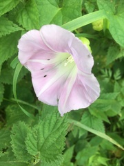 Calystegia × pulchra