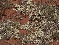 Xanthoparmelia semiviridis