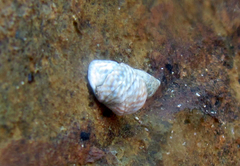Echinolittorina punctata