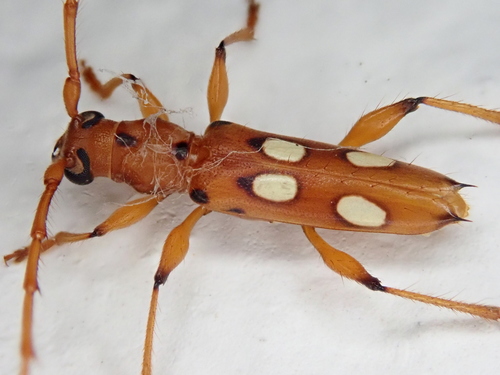 Paranyssicus conspicillatus