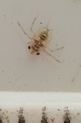 Corixoidea