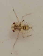 Corixoidea