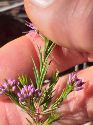 Image of Agathosma sp9 by (c) kevin koen, some rights reserved (CC BY-SA)