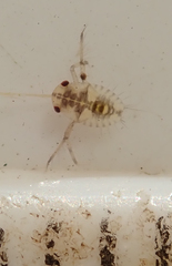 Corixoidea