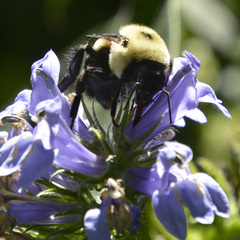 Bombus griseocollis