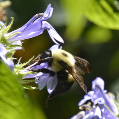 Bombus griseocollis