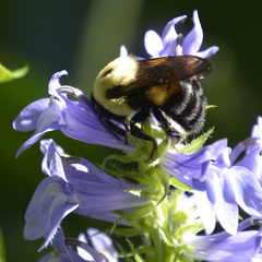 Bombus griseocollis