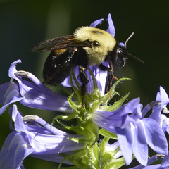 Bombus griseocollis