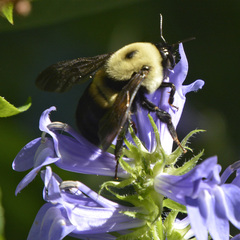 Bombus griseocollis