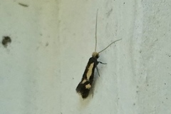 Isocorypha mediostriatella