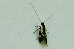Isocorypha mediostriatella