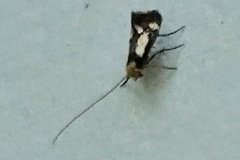 Isocorypha mediostriatella