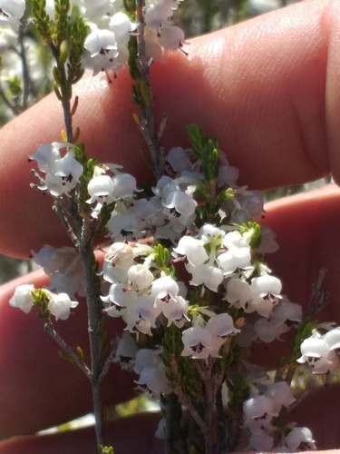Image of Ring Heath (Erica syngenesia) by (c) kevin koen, some rights reserved (CC BY-SA)