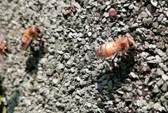 Varroa destructor